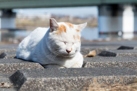 Stray cats are very cuteの写真素材