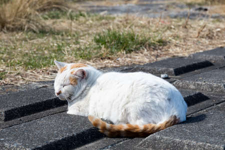Stray cats are very cuteの写真素材