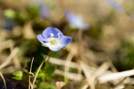 Veronica persicaの写真素材