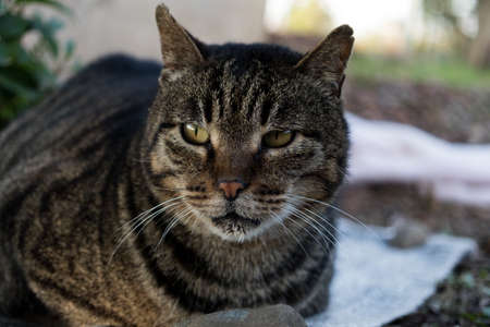 Stray cats are very cuteの写真素材