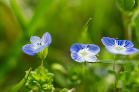 Veronica persica flowersの写真素材