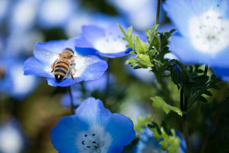 Nemophila is a spring flower