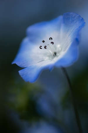 Nemophila is a spring flowerの写真素材