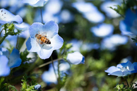 Nemophila is a spring flower