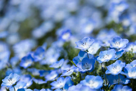 Nemophila is a spring flower