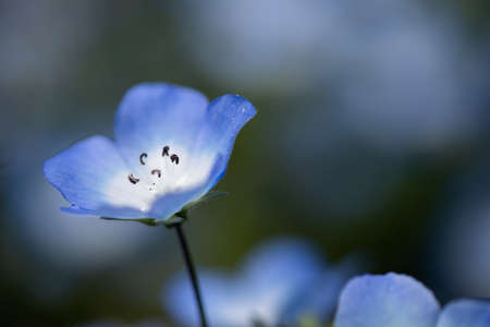 Nemophila is a spring flowerの写真素材