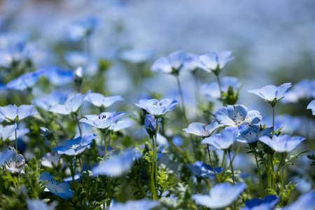 Nemophila is a spring flowerの写真素材