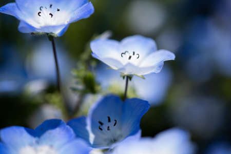Nemophila is a spring flowerの写真素材