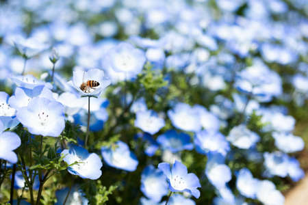 Nemophila is a spring flowerの写真素材
