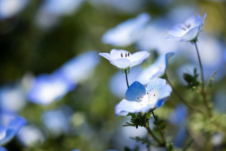 Nemophila is a spring flowerの写真素材