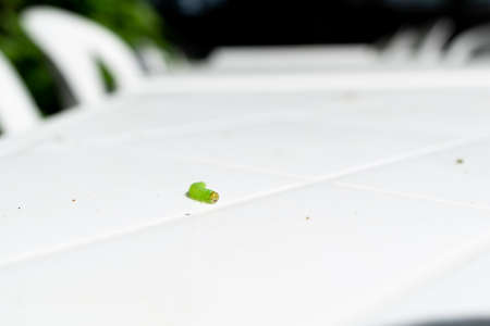 Caterpillar for Butterflyの写真素材