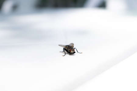 Fly on the tableの写真素材