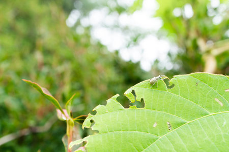 Stink bug on the tableの写真素材