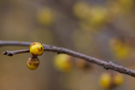 Branch of a tree with yellow flowers in early spring on a blurred background