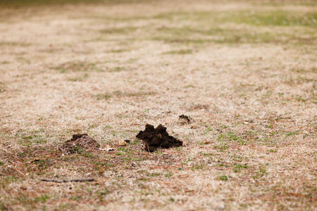 This is a molehill made by a mole