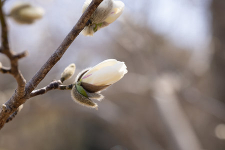 The Pussy willow is a spring plant