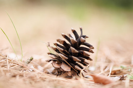 This pine cone is a pine seed.の写真素材