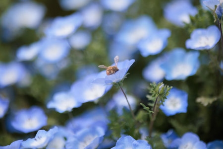 Nemophila is a spring flowerの写真素材