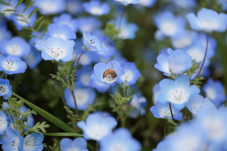 Nemophila is a spring flowerの写真素材