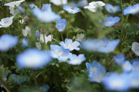 Nemophila is a spring flowerの写真素材