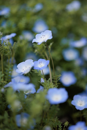 Nemophila is a spring flower