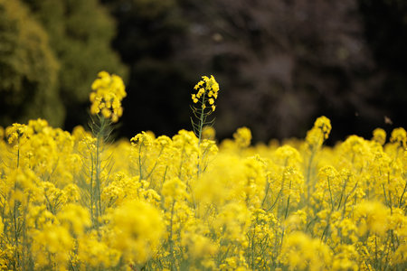 Field mustard is the spring flowers.の写真素材