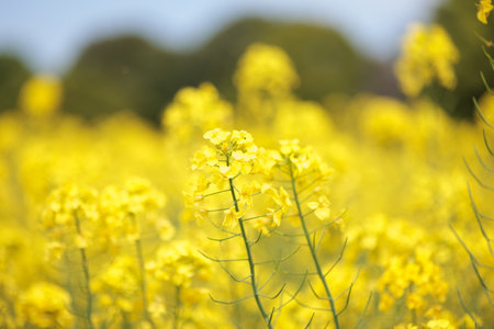 Field mustard is the spring flowers.