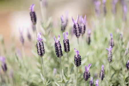 Lavender flowers in the garden. Selective focus and shallow depth of field.の写真素材