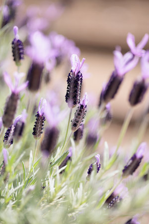 Lavender flowers in the garden. Selective focus with shallow depth of field.の写真素材