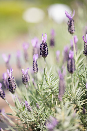 Lavender flowers in the garden, shallow depth of field.の写真素材