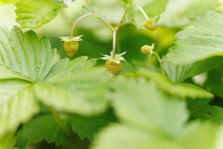 Wild strawberries is very tastyの写真素材