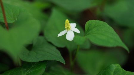 This houttuynia cordata is a medicinal herb.の写真素材