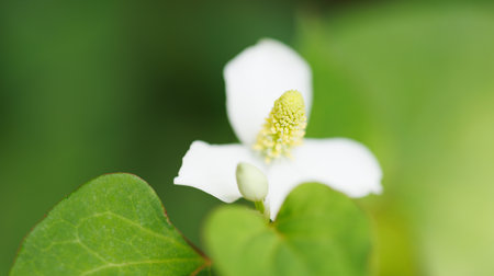 This houttuynia cordata is a medicinal herb.の写真素材