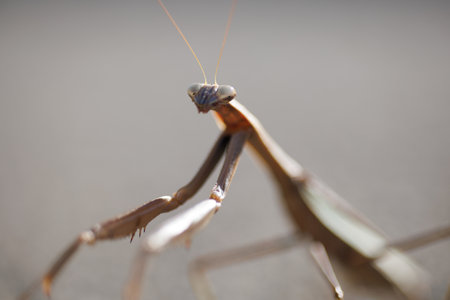Praying Mantis - Mantis religiosa - close upの写真素材