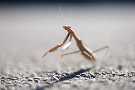 Close up of praying mantis on the road. Macro shot.