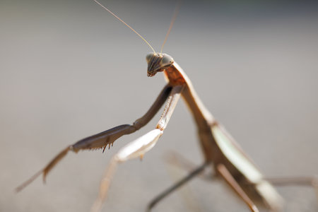 Praying mantis, close-up of a praying mantisの写真素材