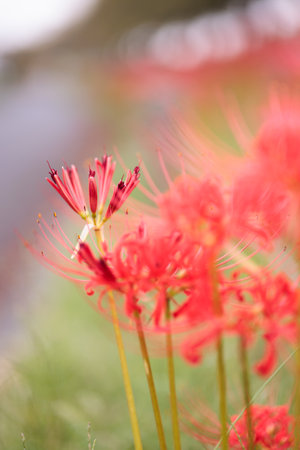 Amaryllis is a very beautiful flower.の写真素材
