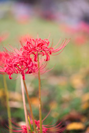 Amaryllis is a very beautiful flower.の写真素材