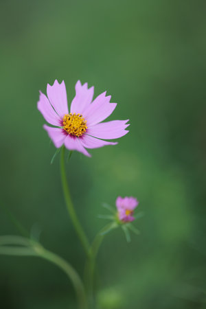 It is a very beautiful cosmos.の写真素材