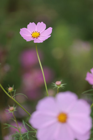 It is a very beautiful cosmos.の写真素材