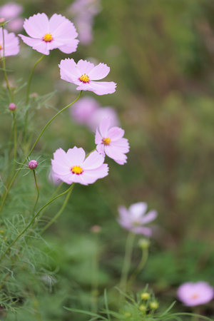 It is a very beautiful cosmos.の写真素材
