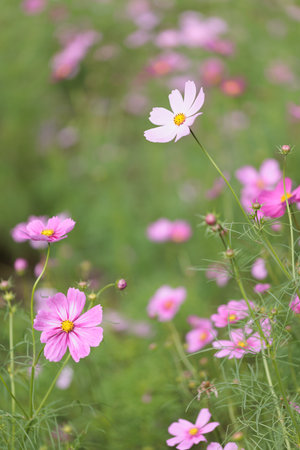 It is a very beautiful cosmos.の写真素材