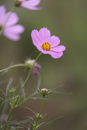 It is a very beautiful cosmos.の写真素材