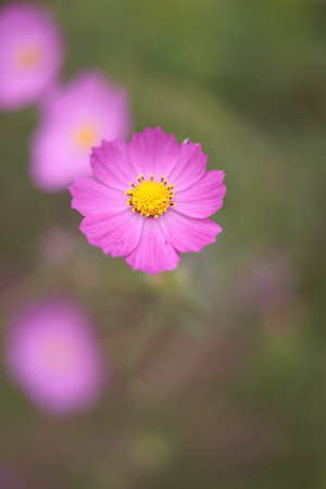 It is a very beautiful cosmos.の写真素材