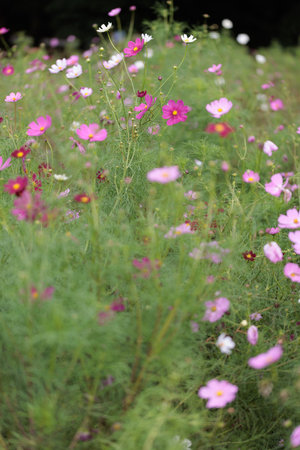 It is a very beautiful cosmos.の写真素材
