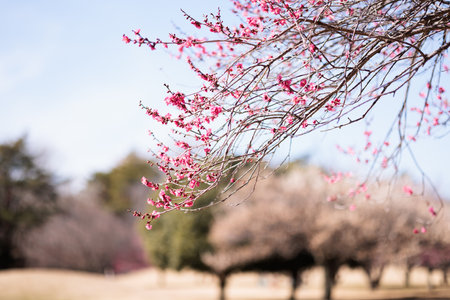 cherry blossom trees in spring, selective focus, shallow DOFの写真素材