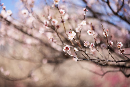 Apricot blossom in spring, close-up, selective focusの写真素材
