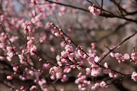 Plum blossom in spring, close-up of pink flowersの写真素材