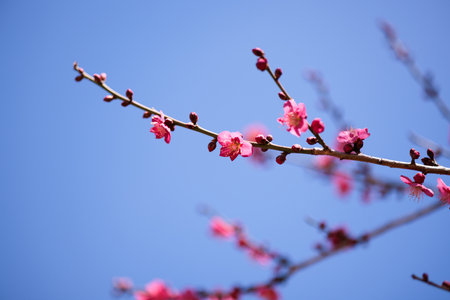 cherry blossom in spring with blue sky background, Thailand.の写真素材