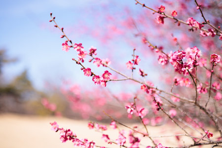 cherry blossom sakura in spring season on blue sky backgroundの写真素材